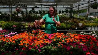 Get It Growing Colorful Sunpatiens bloom through the summer [upl. by Nerita868]