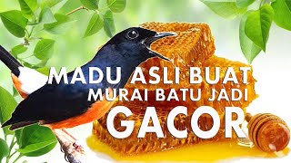 Madu ASLI BIKIN MURAI BATU CEPAT GACOR  COPSYCHUS MALABARICUS SONGS [upl. by Retsevel]