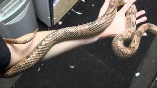 Adult Blaze Phase Blotched Kingsnake [upl. by Evvie917]