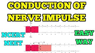 CONDUCTION OF NERVE IMPULSE I EASY WAY I NEET NCERT [upl. by Lion]