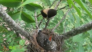 Day13 The cuckoo parasitizes the shrike nest the foolish shrike bird杜鹃占据伯劳鸟窝第13天，长得比鸟妈妈还大，蒙在鼓里的伯劳鸟 [upl. by Aylatan]