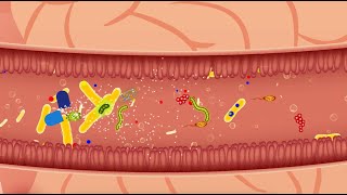 Efeito do Lactobacillus casei Shirota na diarreia associada ao uso de antibióticos [upl. by Ateiram]