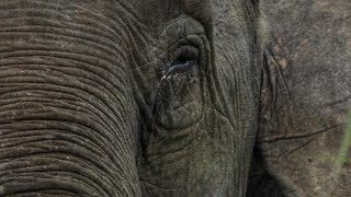 Bornean Pygmy Elephant of Lower Kinabatangan Wildlife Sanctuary [upl. by Rutledge]