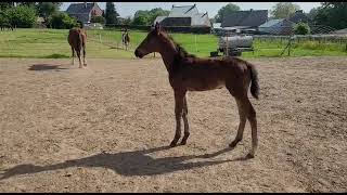 Cheval à vendre  Poulain par Dollar du Rouet  equirodibe [upl. by Ettenna]