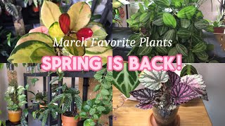 🌼 Plant Favorites for March 2024 🌿 10 Plants Im Loving Right Now [upl. by Ordisy]