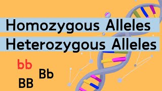 Homozygous vs Heterozygous [upl. by Hokanson]