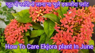 जून में नर्सरी से लाना ना भूले इकजोरा प्लांटदेखभाल कैसे करेंHow to care Ekjora plant More flowers [upl. by Lrat]