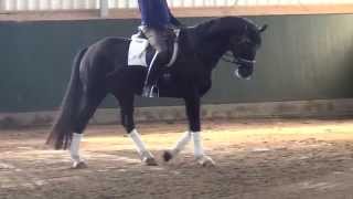 Fürst RousseauRotspon gelding  2010 for sale [upl. by Hadeehuat]