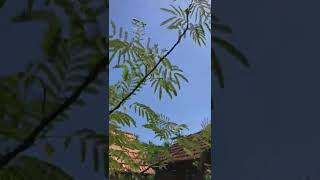 Albizia julibrissin  Albicija Kineska mimoza  அல்பிசியா ஜூலிபிரிசின் [upl. by Hube313]