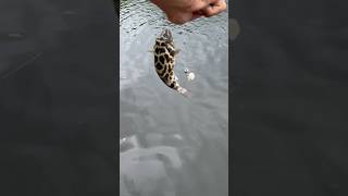 Puffer toadfish caught saltwater fishing shorts fishing [upl. by Karalynn]