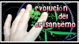 Evolución Del CrisantemoComo Cultivar CrisantemosMi huerto en el balcón [upl. by Adnawahs]