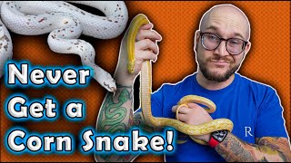 I REFUSE To Get A Corn Snake and YOU Shouldnt Either Heres Why [upl. by Woodman]