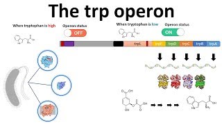 trp operon [upl. by Bendix]