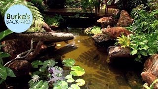 Burkes Backyard Water Garden In The Tropics [upl. by Entroc923]