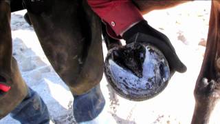 Treating a Hoof Abscess 1 [upl. by Aienahs]