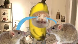 ❤️❤️ BANANA CAT 🍌🐱 TIKTOK COMPILATION 🍌🍌 [upl. by Alurd]