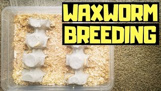 How To Breed WAXWORMS  Easiest Way [upl. by Atneciv]