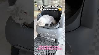 Automatic litter box CatProducts catcatlitterbox Petproducts couple neakasa Raisecats [upl. by Box]