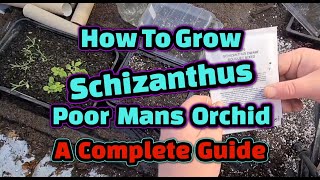 How to grow Schizanthus  Poor Mans Orchid a complete guide [upl. by Isobel]