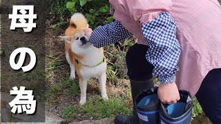 仕事も介護も頑張る母の為に草むしり。穴掘りと水路に魅せられた柴犬 [upl. by Bridge400]