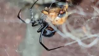 Australian Redback Spider with a Beetle  Latrodectus hasselti  No sound filmed in 8k 7680x4320 [upl. by Nyroc]