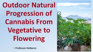 Outdoor Natural Progression of Cannabis From Vegetative to Flowering [upl. by Urita]