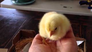 Day Old Baby Chicks Arrive in Mail [upl. by Rosenzweig]