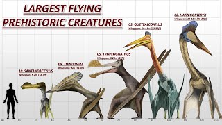 10 Largest Flying Prehistoric Animals [upl. by Airtemad]