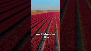 Visited the largest Tulips field in Amsterdam tulip tulipseason tulips amsterdam [upl. by Faber]