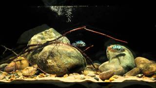 Basic CA cichlid aquascape [upl. by Kelcy]