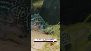 Corydoras Caught In The Act aquarium fish breeding [upl. by Letnuahs]