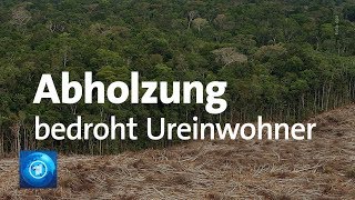 Brasilien Goldsuche zerstört Lebensraum der Ureinwohner im Regenwald [upl. by Etyam]