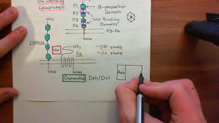 The Wnt  BetaCatenin Pathway Part 3 [upl. by Shornick]