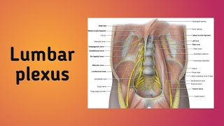 Lumbar plexus  lowerlimbanatomy branches distribution relations [upl. by Osber619]