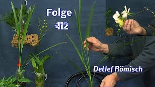 Tigernuss  Erdmandel Wachstum Champignon Myzel Test Phalaenopsis Update und [upl. by Sacken]