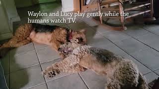 Airedales playing while humans watch TV [upl. by Shih321]