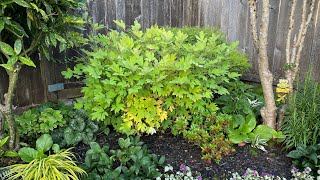 Bleeding Hearts Dicentra  After Bloom Cut Back 4K July 2 [upl. by Eiramesor]