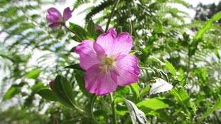 Great willow herb Flowers [upl. by Aisek]