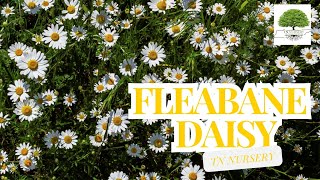 FLEABANE DAISY TN Nursery [upl. by Anailli]