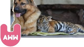 Tiger Makes Friends With Dog [upl. by Odnomor]