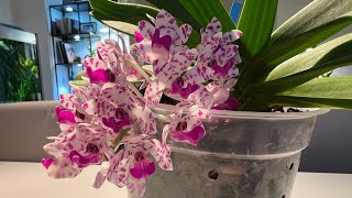 How I rebloom my Rhynchostylis gigantea spots [upl. by Kiona]