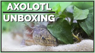 Meet my new Axolotl  Unboxing amp Setup [upl. by Nnylanna129]