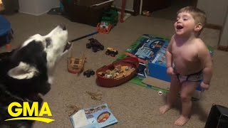 Toddler laughs as he and husky howl together l GMA Digital [upl. by Jillana]