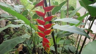 Growing the Hanging Lobster Claw Heliconia rostrata [upl. by Dorotea]