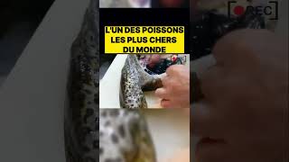 Lun des poissons les plus chers du monde  streetcuisine streetfood food cuisine astuce [upl. by Erdied]