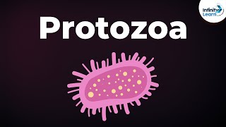 Introduction to Protozoa  Microorganisms  Biology  Dont Memorise [upl. by Heymann]