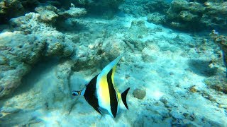 Maldives Embudu snorkeling 4K [upl. by Gillian576]