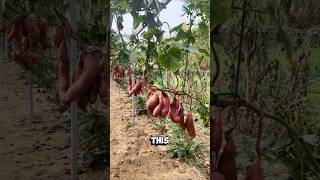 Airborne Sweet Potato Farming [upl. by Nylessej]