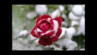 Victoria Scholars Lo how a rose eer blooming Praetorius arr Davison [upl. by Aggy]