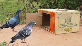 Cardboard Box Bird Trap  How To Make An Easy Pigeon Trap Using Cardboard Box [upl. by Toiboid]